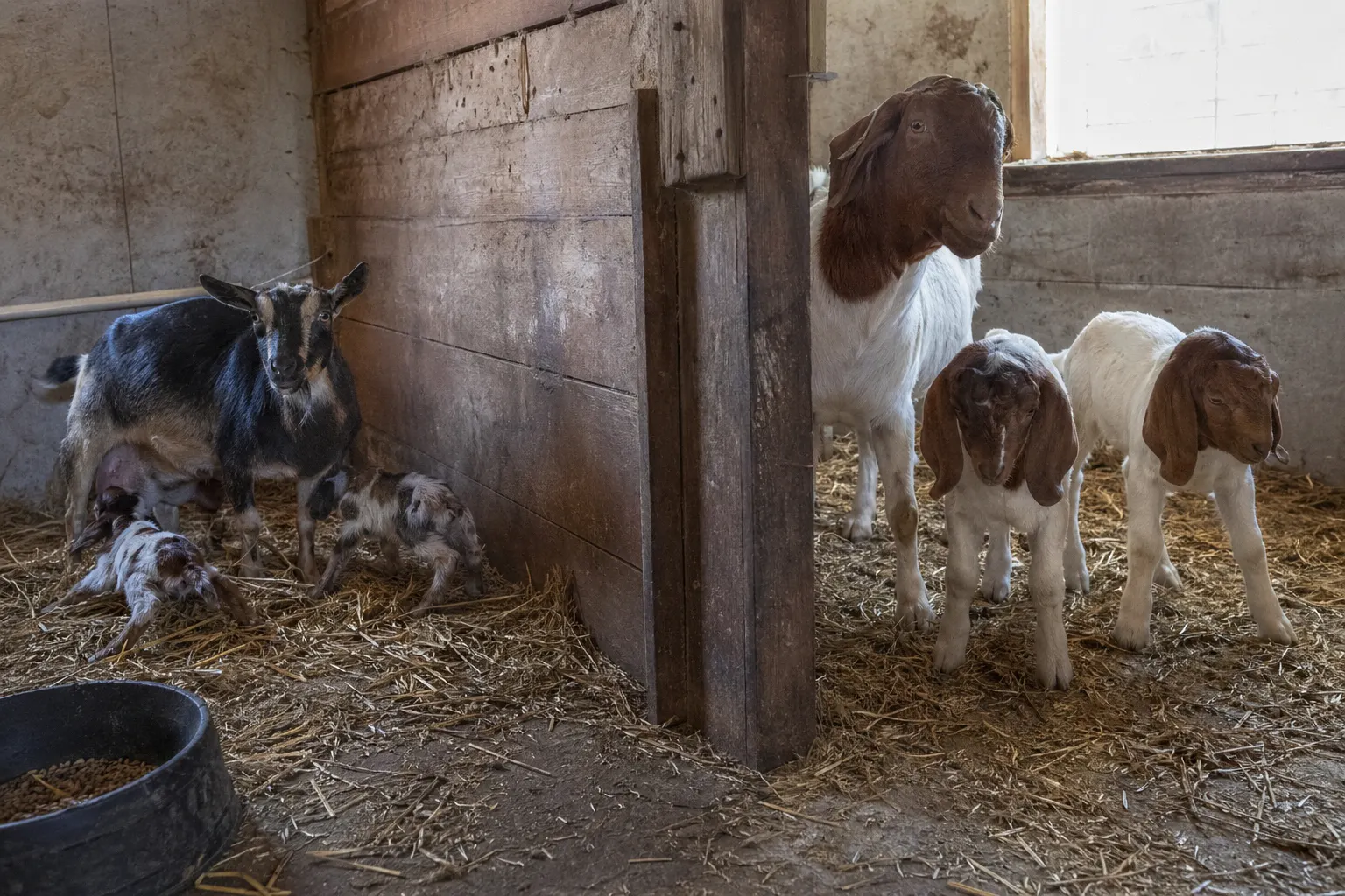 Side-by-side comparison of a Nigerian Dwarf doe and a Boer doe with their kids