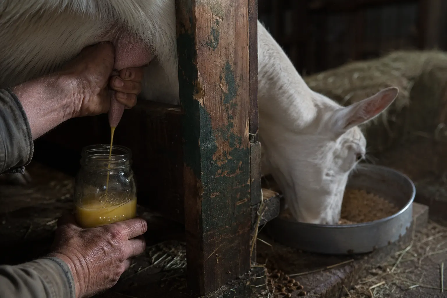Owner hand-milking colostrum from a doe into a clean bottle