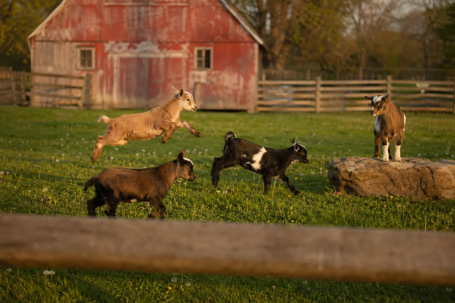 Four healthy kids of varying sizes playing together in a fenced pasture