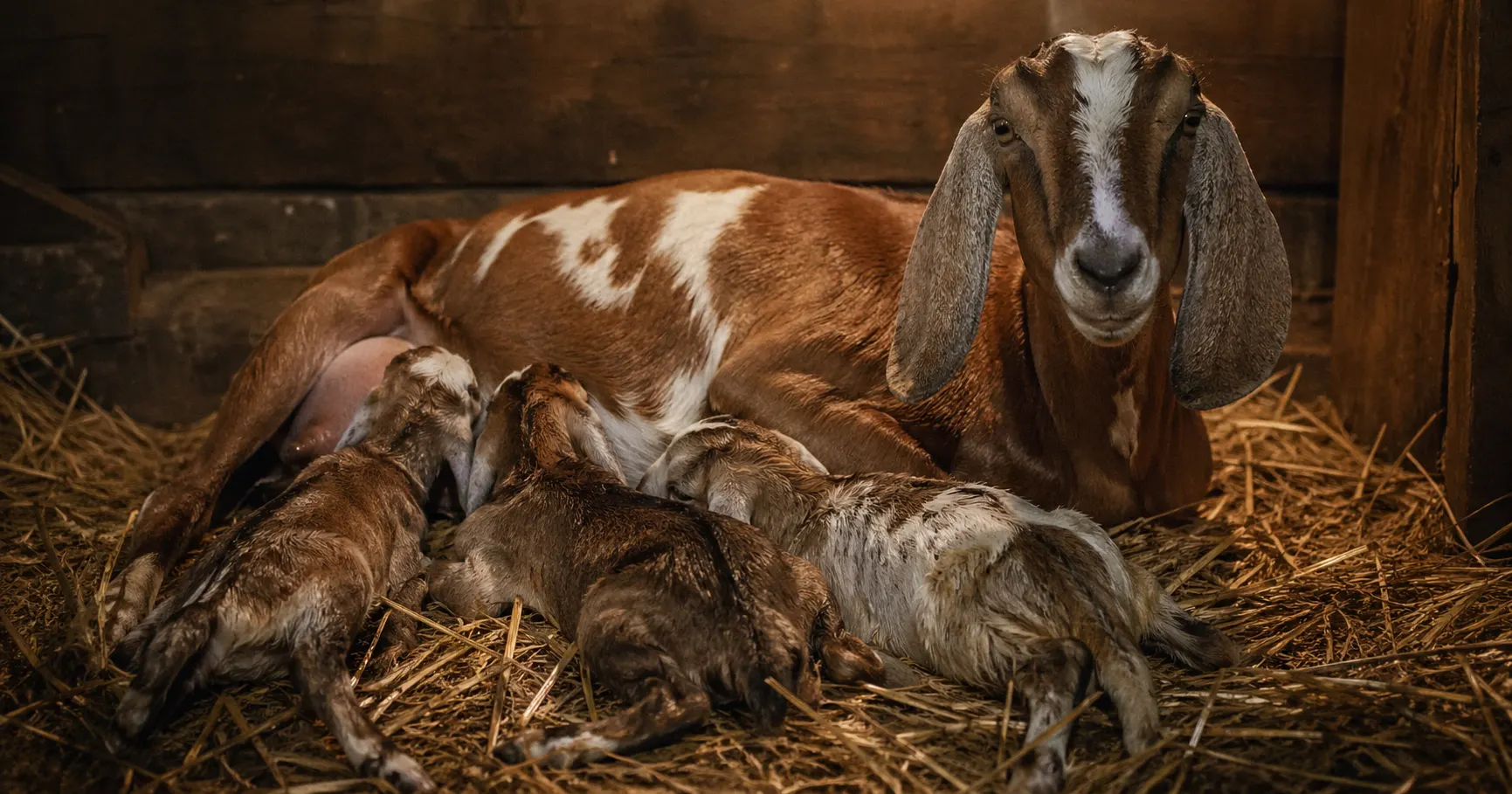 Can a Goat Feed Quads? Breed Limits, Milk Math, and Feeding Plans