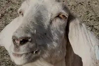 Can a Goat Get a Cold Sore? What Those Mouth Lesions Actually Are