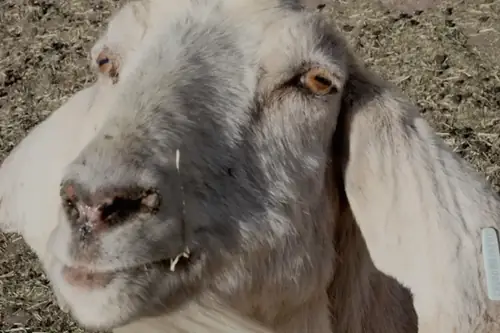 Can a Goat Get a Cold Sore? What Those Mouth Lesions Actually Are
