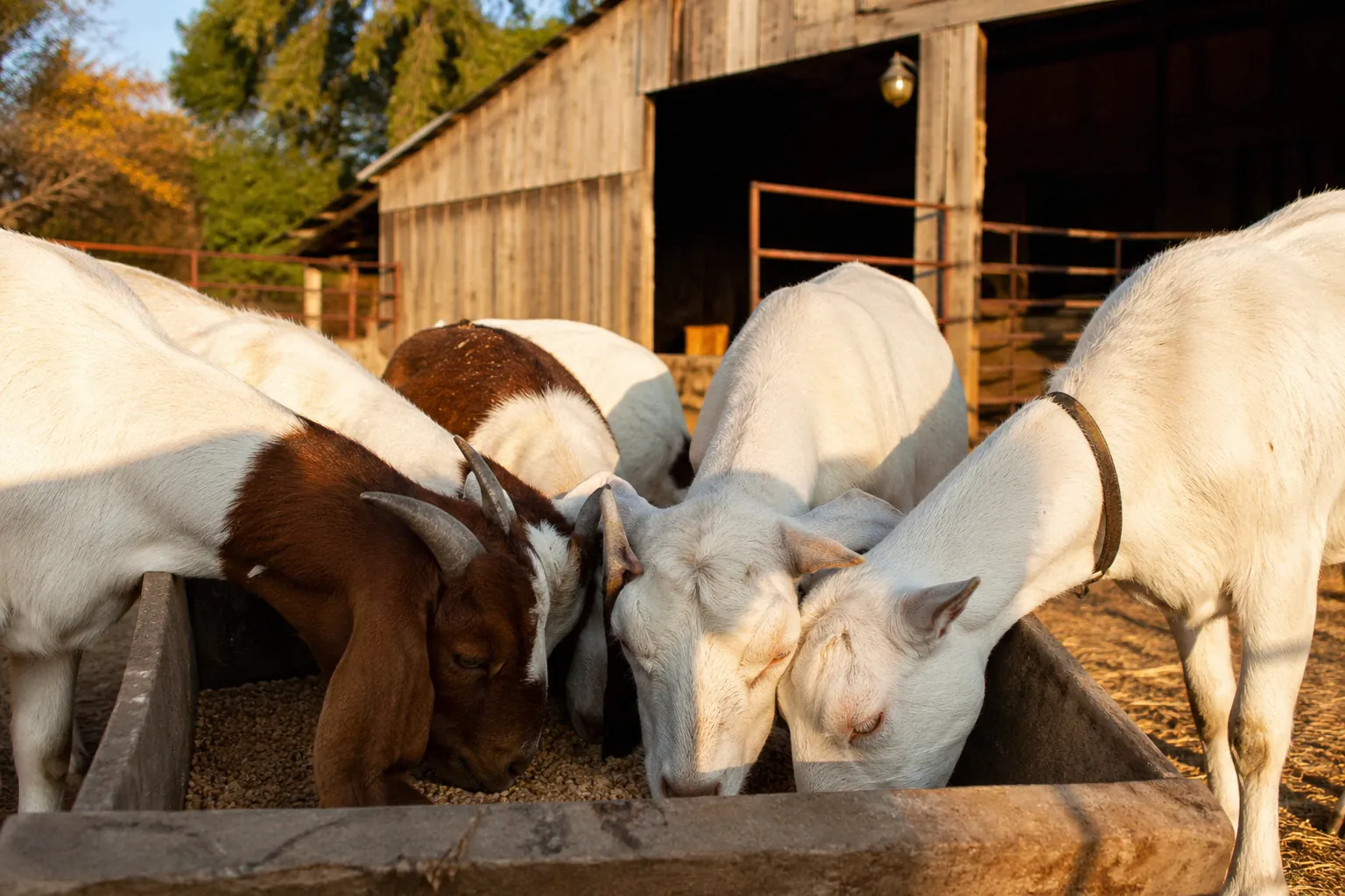Goats sharing a feed trough, one of the most common orf virus transmission points