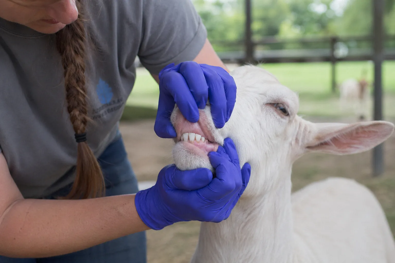 Person wearing protective gloves while inspecting a goat's mouth area