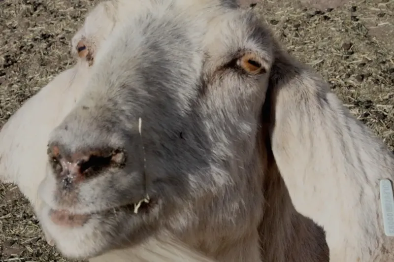 Goat showing visible sore mouth lesions around the muzzle and lips