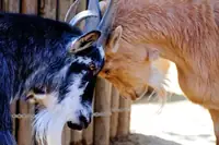 Can a Goat Get a Concussion? Causes, Symptoms, and Treatment