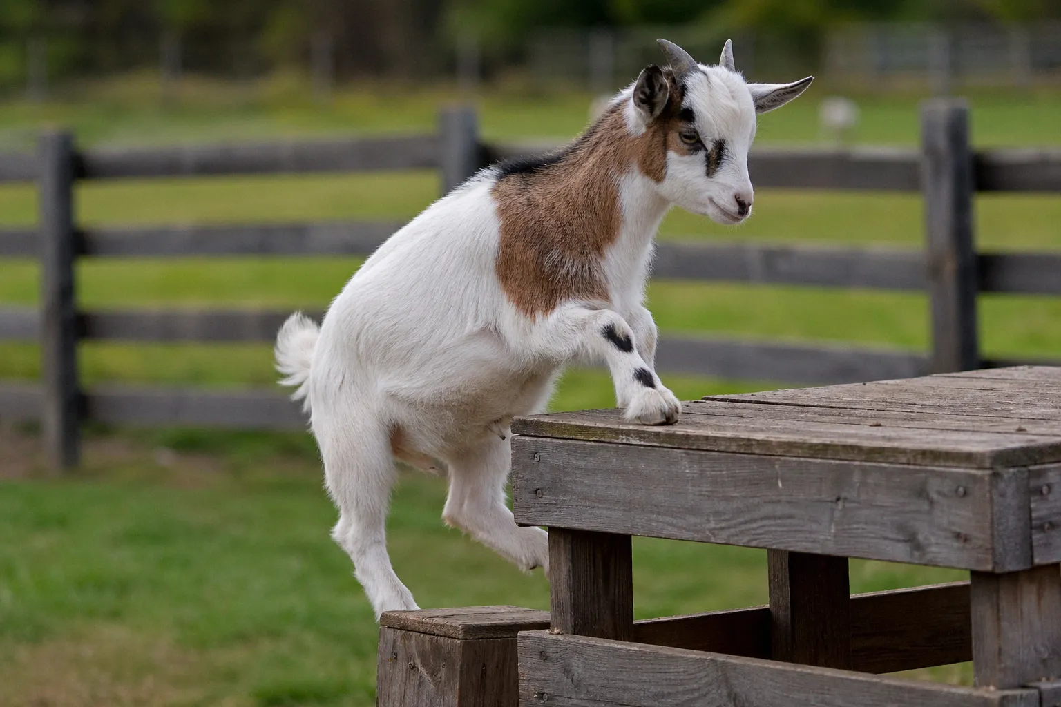 Goat climbing on a wooden platform on a farm