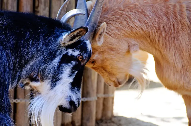 Can a Goat Get a Concussion? Causes, Symptoms, and Treatment