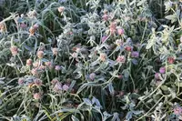 Can a Goat Get Poisoned on Clover That Has Been Frosted On? Science, Risks & Action Steps