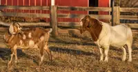 Can a Goat Get Pregnant When Not in Heat? What Every Breeder Needs to Know