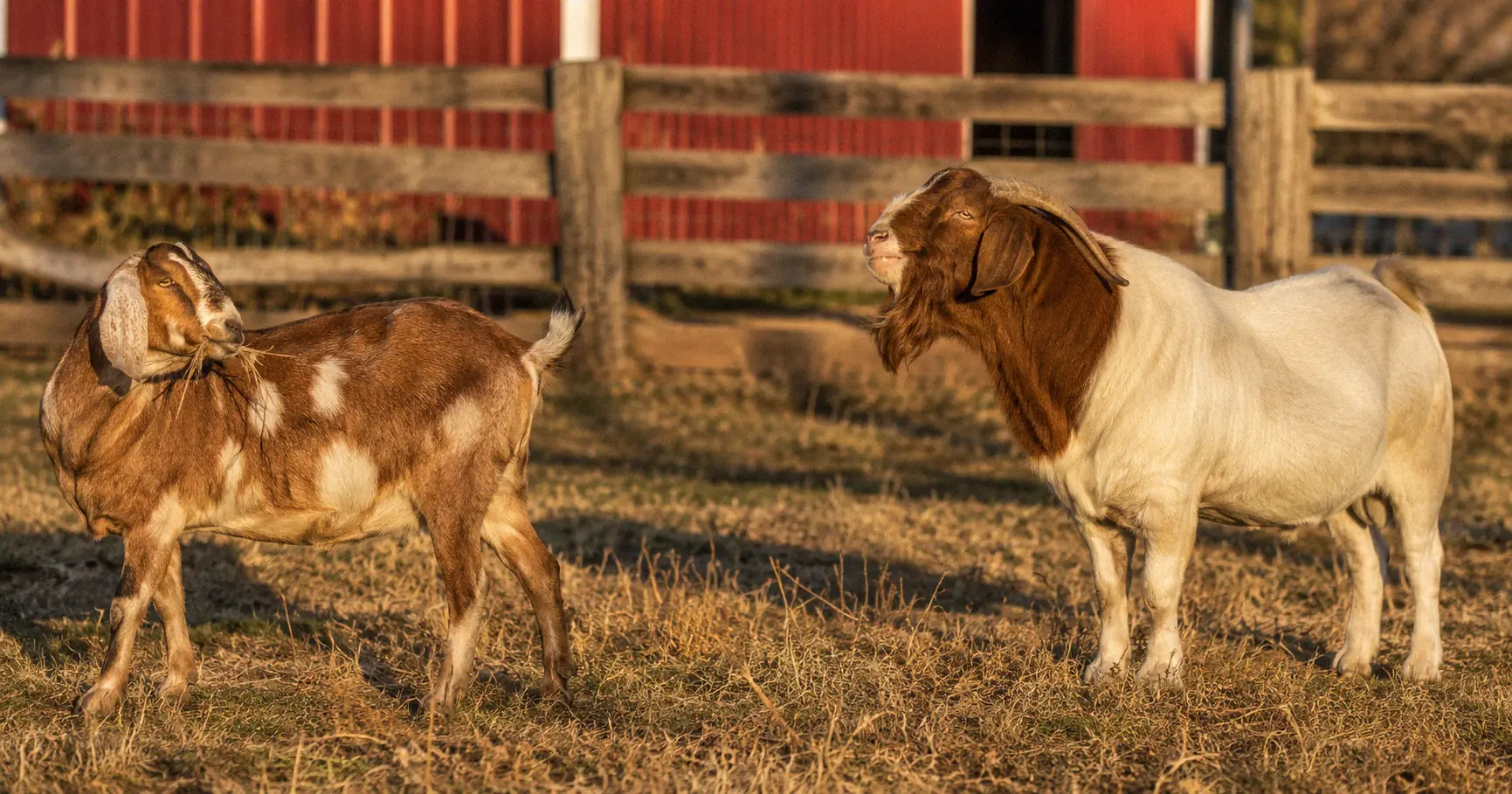Can a Goat Get Pregnant When Not in Heat? What Every Breeder Needs to Know