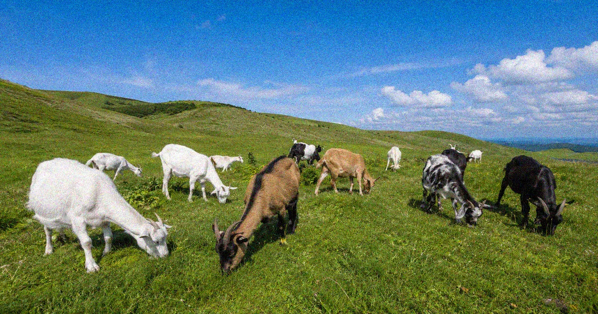 Healthy goat herd grazing together in an open pasture