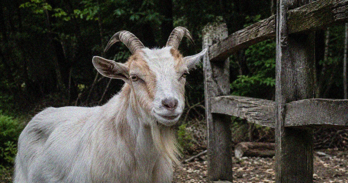 Goat near a wooded pasture fence