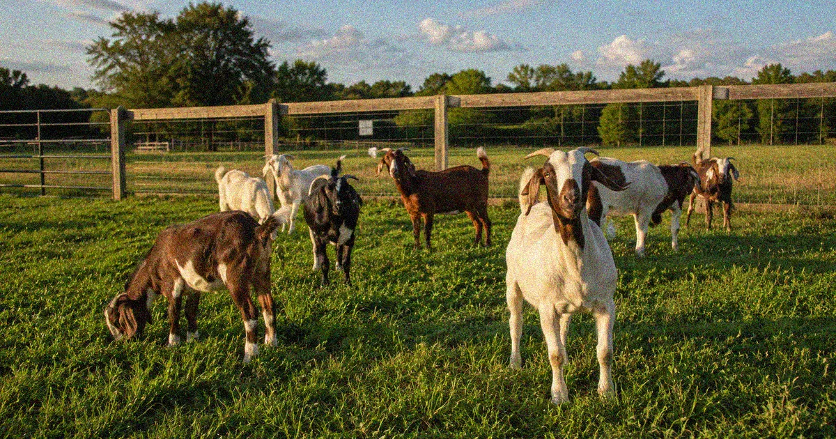 Herd of goats in a fenced pasture