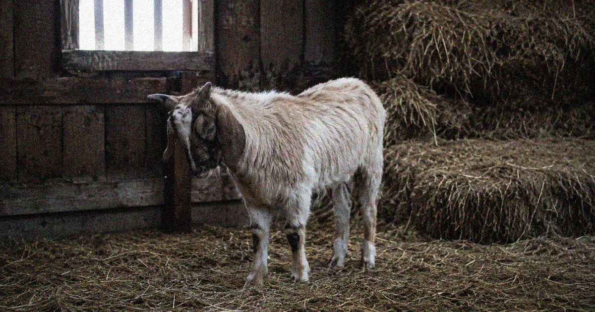 Goat showing signs of lethargy in a barn