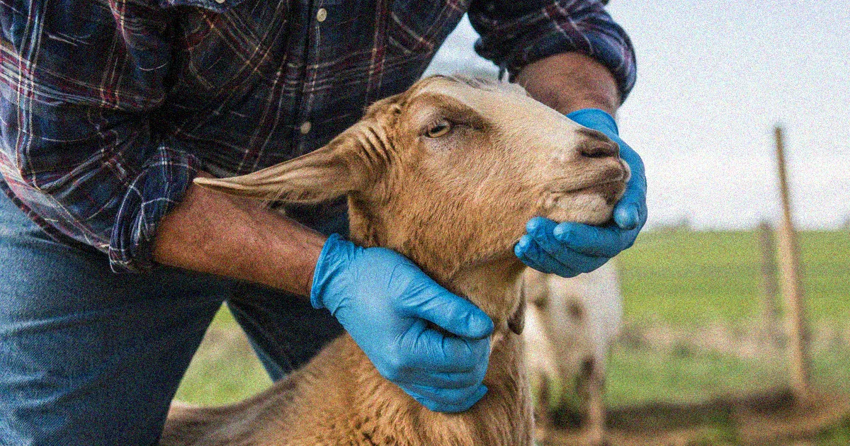Goat owner wearing protective gloves while handling a goat