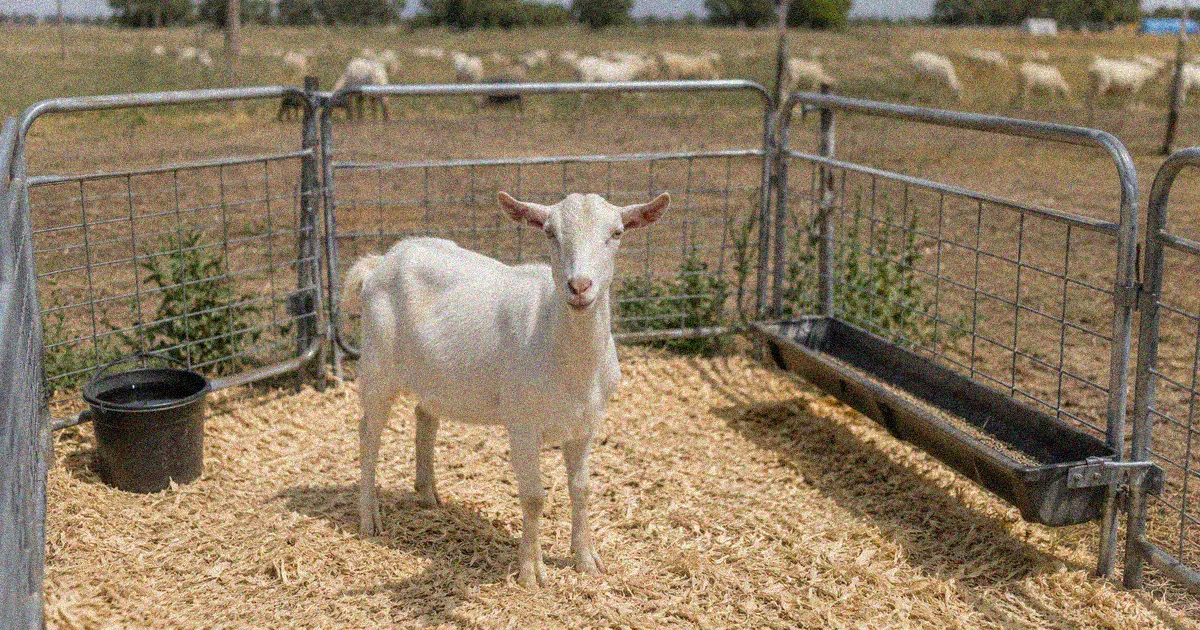 Goat isolated in a clean quarantine pen