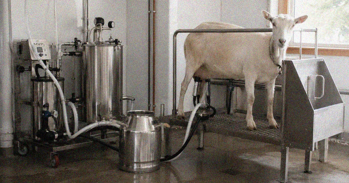Goat dairy setup with milking equipment