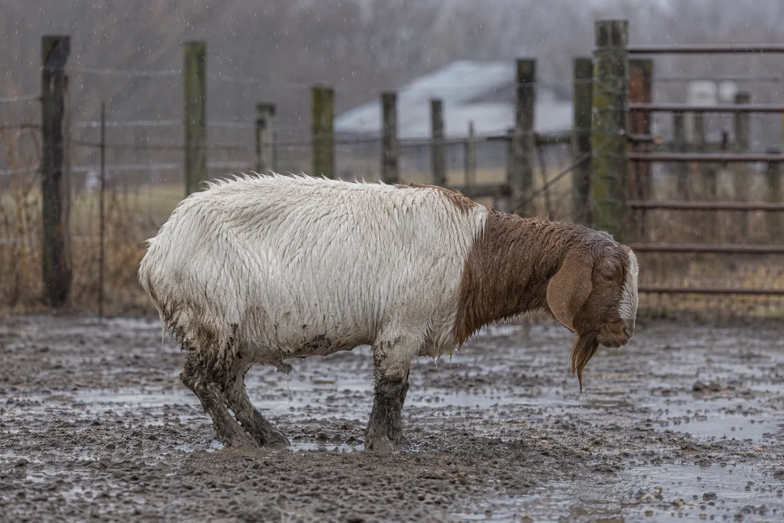 Boer-cross goat with a soaked matted coat standing in a muddy paddock during cold rain showing signs of cold stress