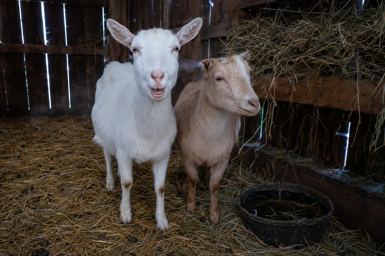 White Saanen and tan dairy goat standing together inside a straw-bedded barn with a wooden hay feeder in winter