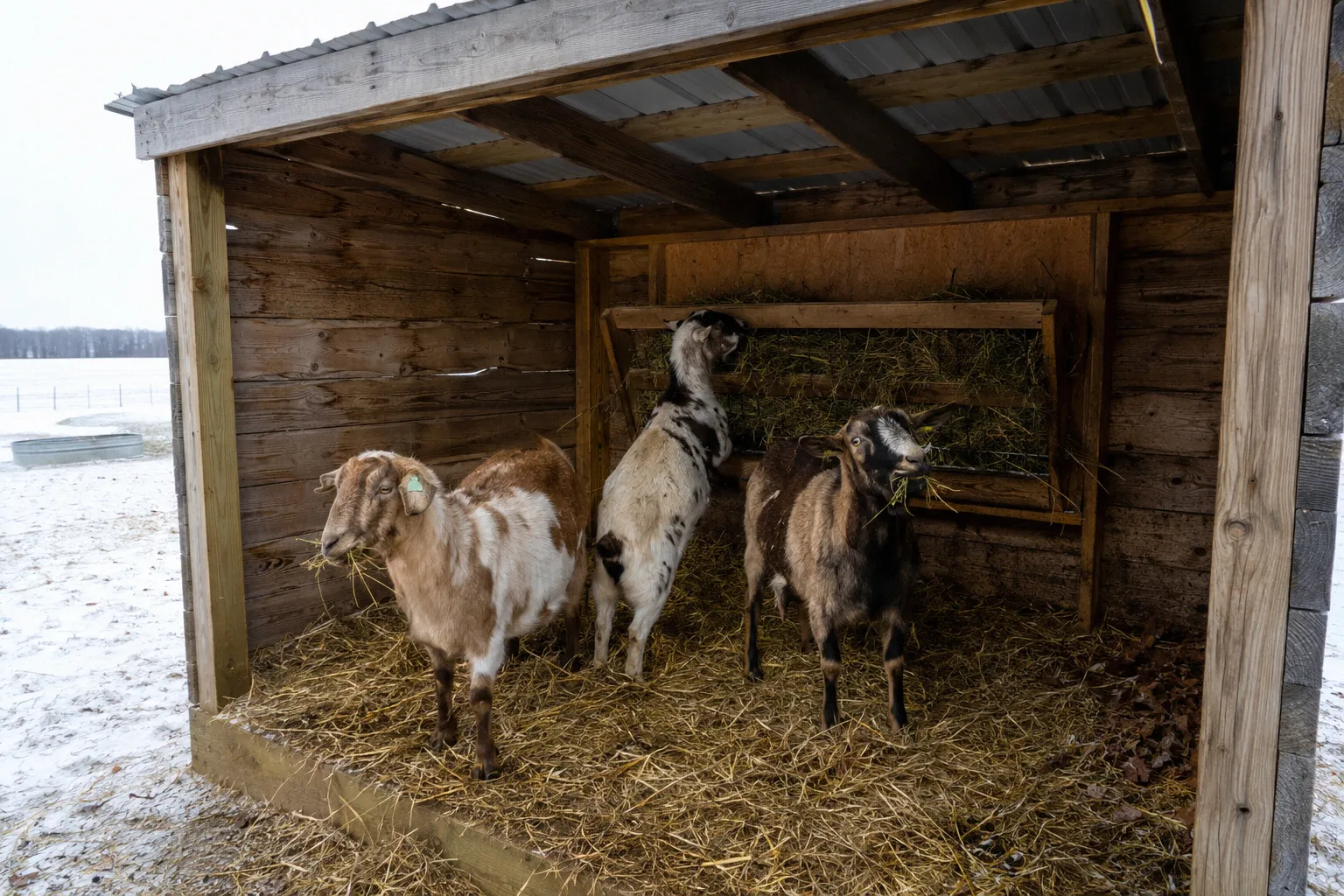 Three goats eating hay from a wall-mounted feeder inside a three-sided run-in shelter with deep straw bedding and snow-covered pasture outside
