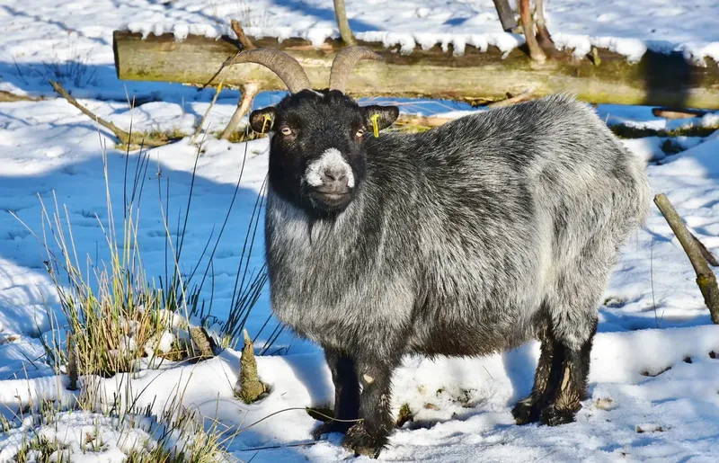 Can a Goat Get Sick From Cold? Risks, Warning Signs, and Prevention