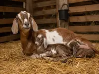 Can a Goat Have Babies a Week Apart? Causes, Risks, and What to Do