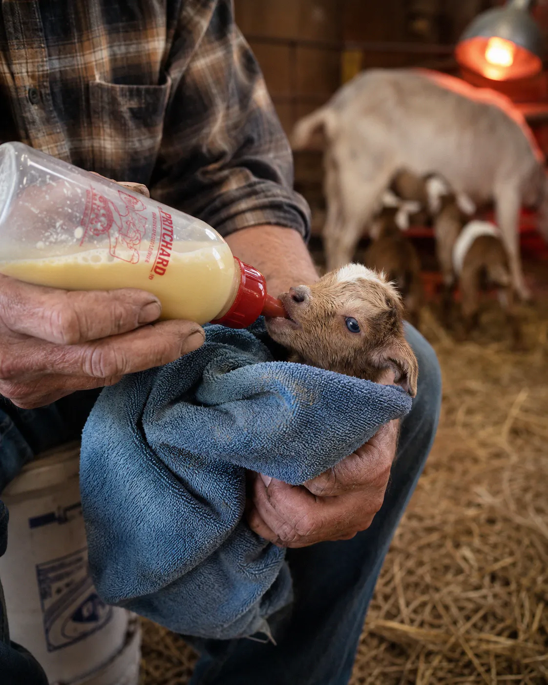 Goat owner bottle feeding a small newborn kid wrapped in a towel in a barn