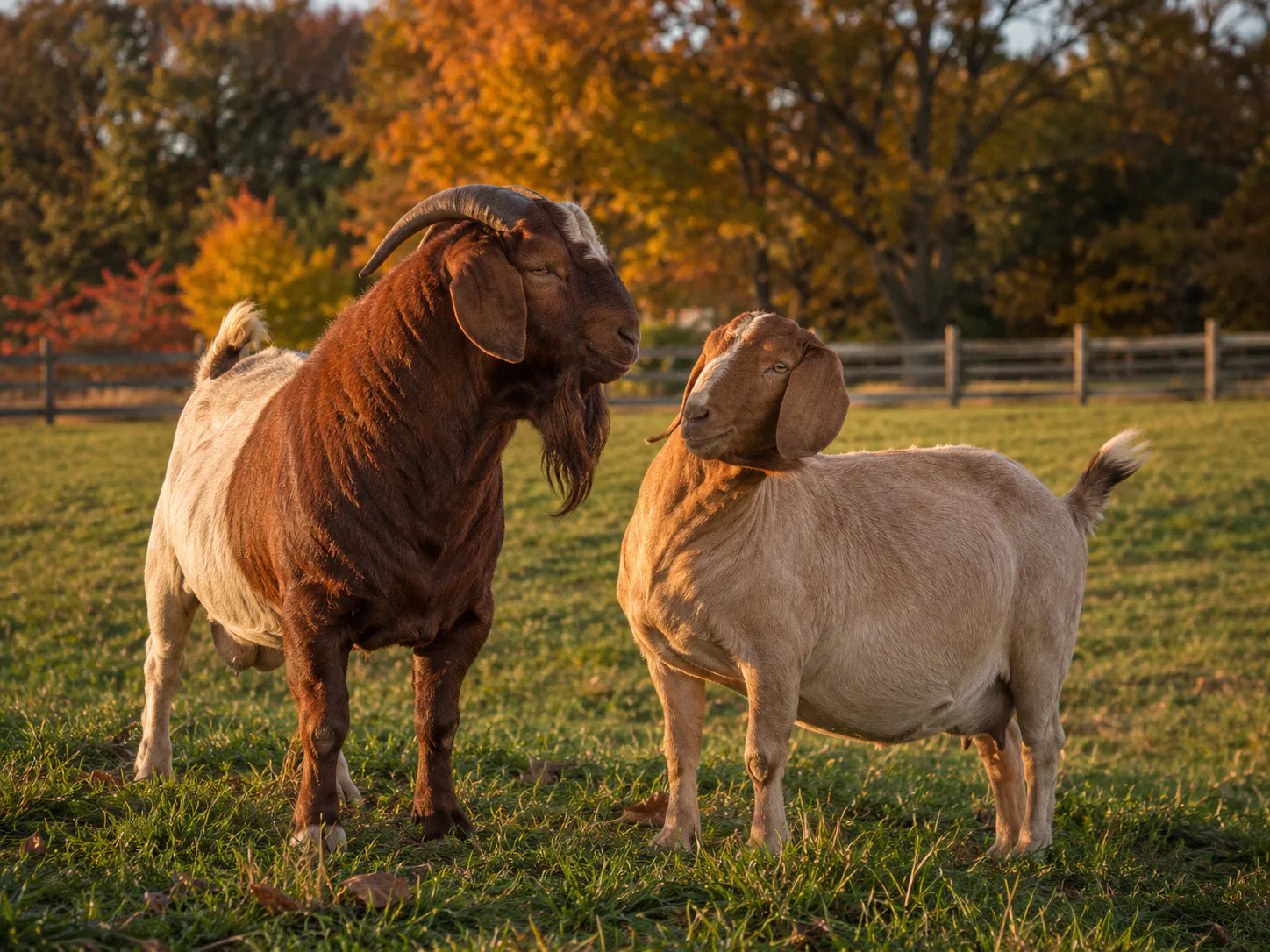 Buck and doe goats together in a fenced pasture during fall breeding season
