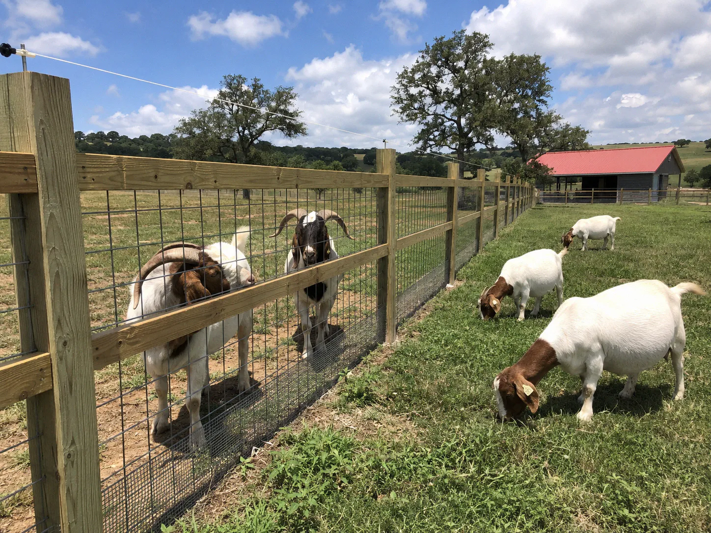 Sturdy wooden fence with hardware cloth separating buck and doe pens on a goat farm