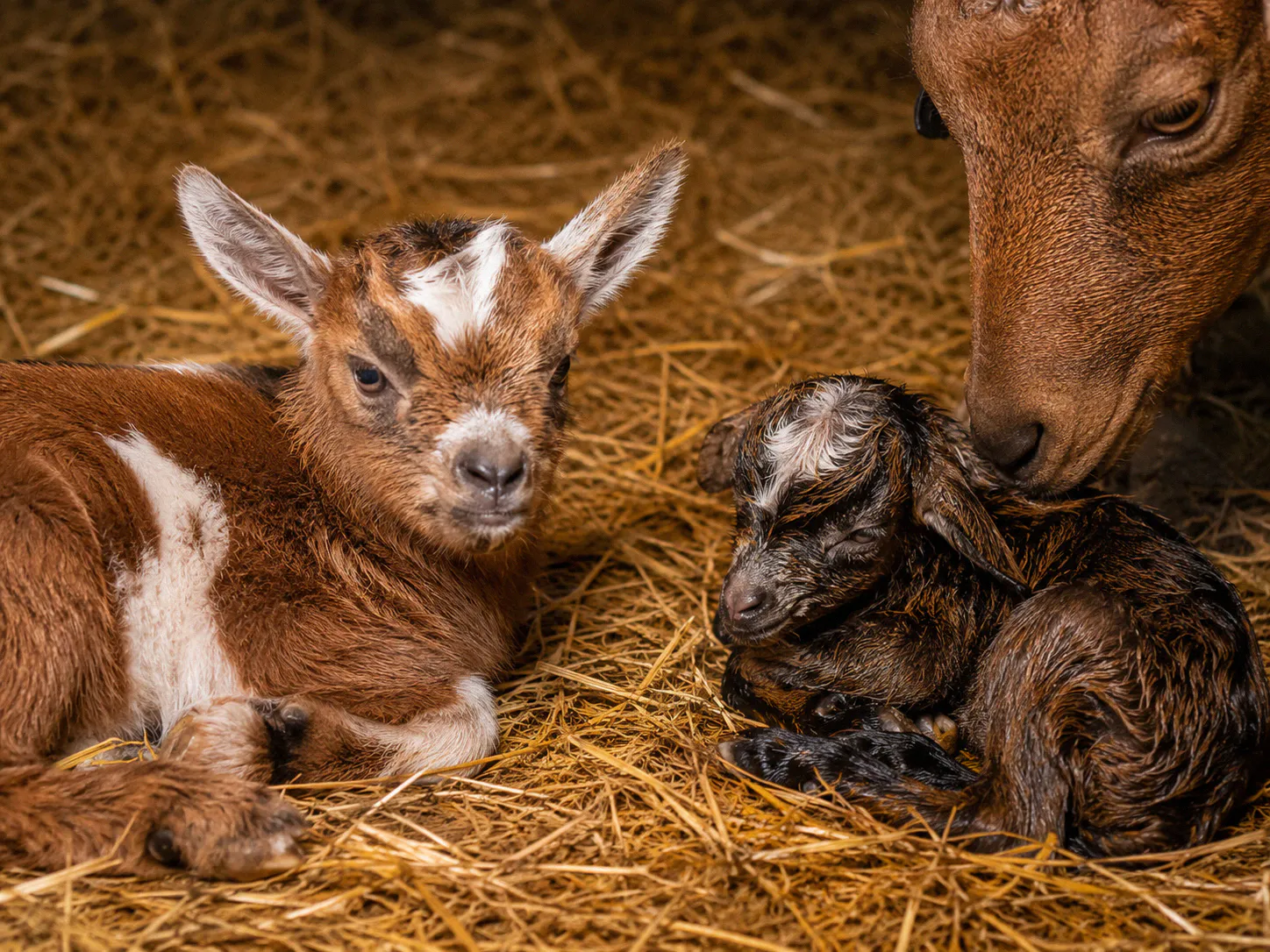 Two newborn kids of different sizes lying on straw next to their mother goat