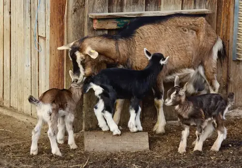 Can a Goat Miscarry One Kid and Still be Pregnant?