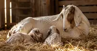 Can a Goat Pass Afterbirth Between Kids? What Every Owner Should Know