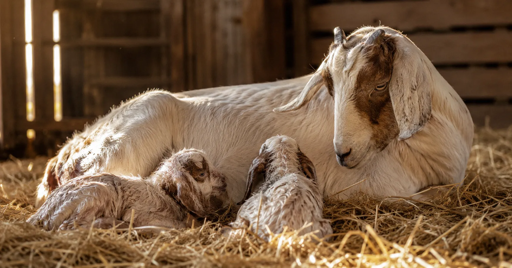 Doe goat lying in a clean kidding stall with newborn kids on straw bedding