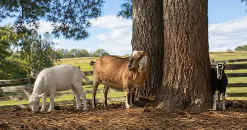 Goats browsing near pine trees inside a fenced pen