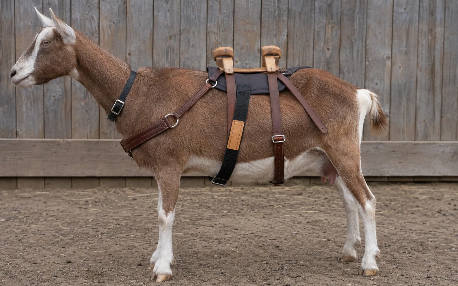 Side view of a doe wearing a properly fitted pack saddle with a breast collar showing clearance between the cinch and udder