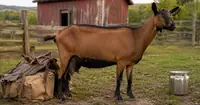 Can a Goat Produce Milk and Also Serve as a Pack Goat? Breed-by-Breed Guide