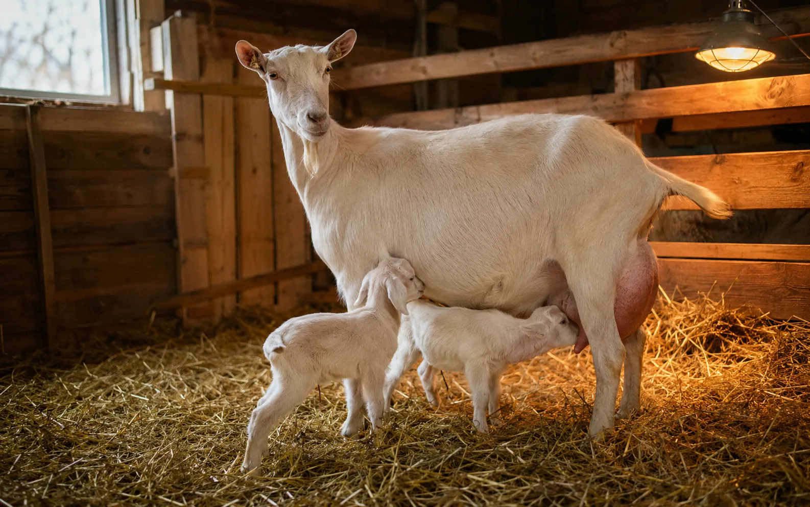 Diagram showing a goat lactation timeline from kidding through dry period with peak milk output labeled