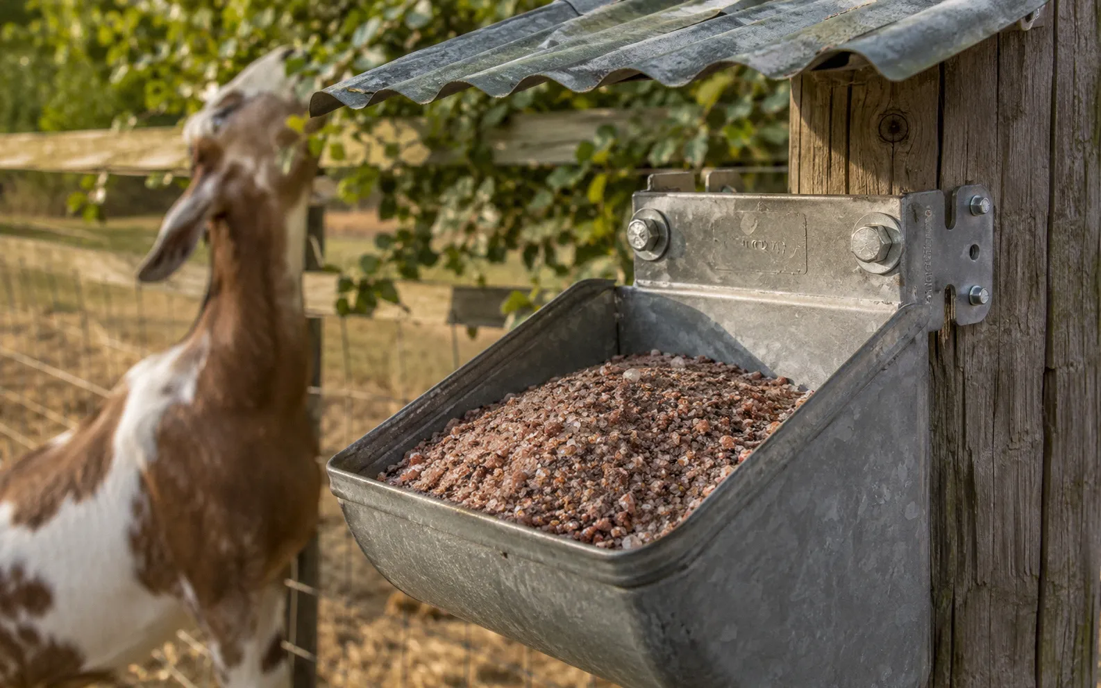 Close-up of loose minerals in a covered feeder with a goat browsing on leafy branches in the background