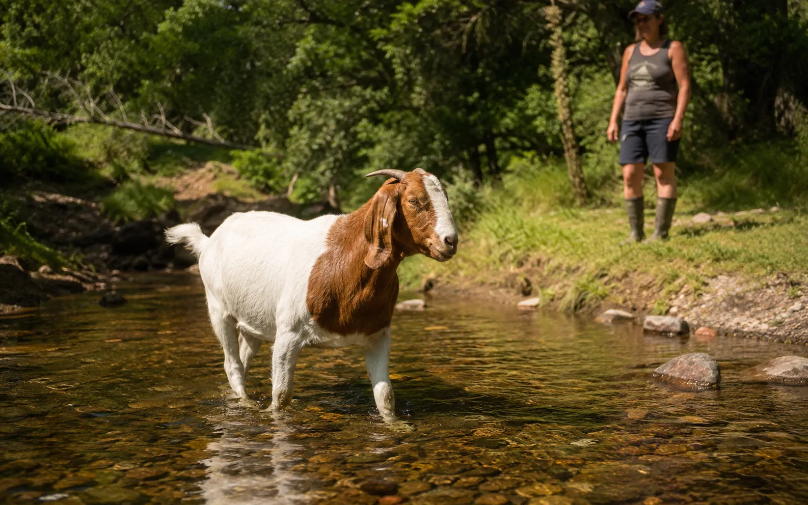 A calm goat wading through ankle-deep water in a shallow creek with its owner standing nearby on the bank