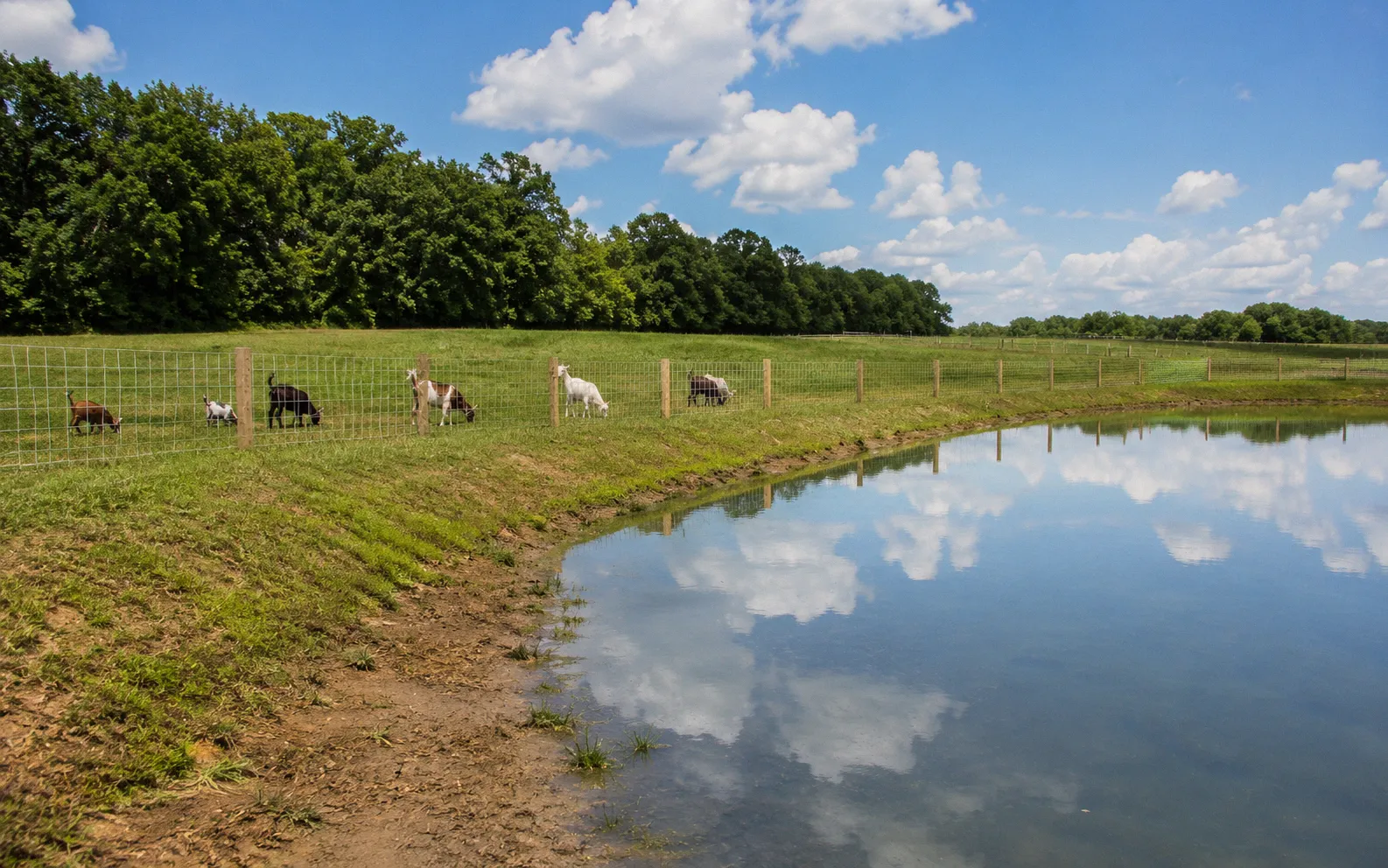 A well-fenced farm pond with woven wire livestock fencing and a goat herd grazing safely in an adjacent dry paddock