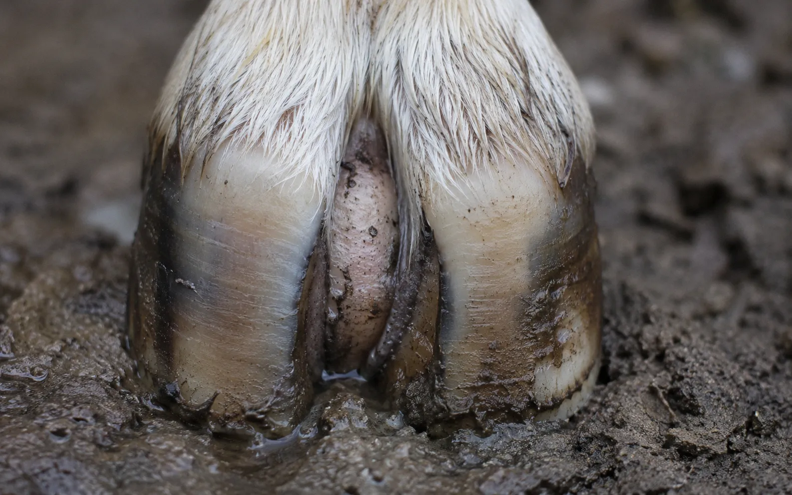 Close-up of a goat's lower leg and hoof standing on damp ground with visible moisture between the toes