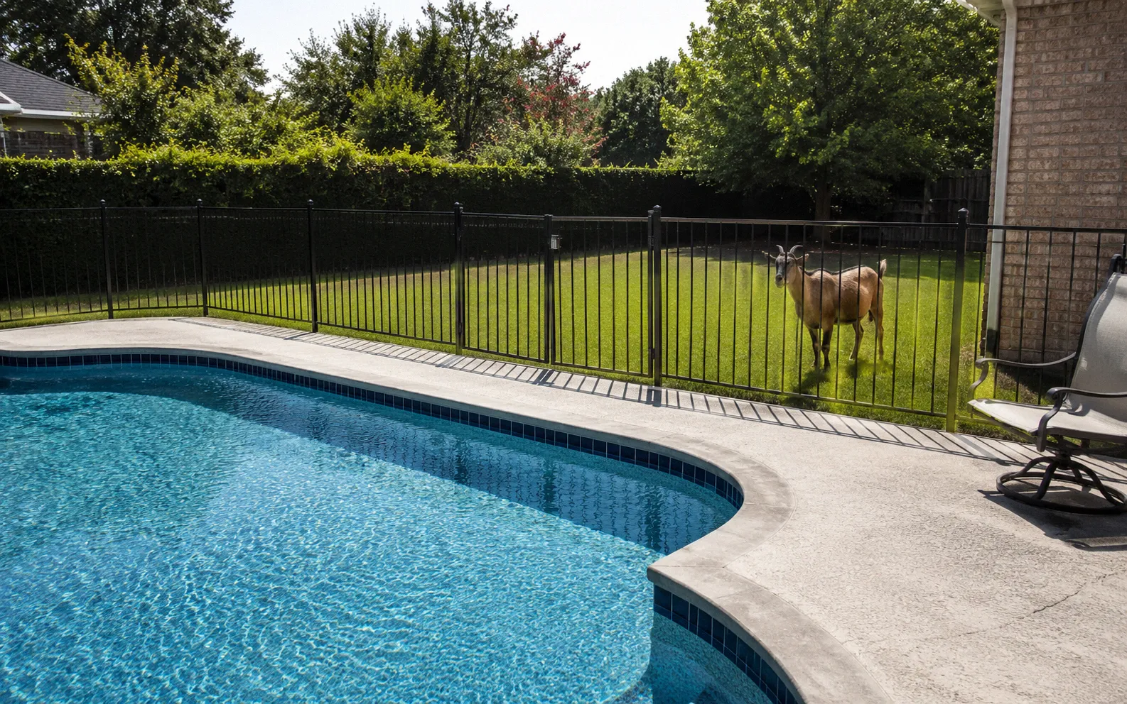 A residential backyard swimming pool with a fence around it and a goat visible on the other side of the fence in a grassy yard