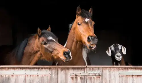 A horse and goat standing together in a green pasture
