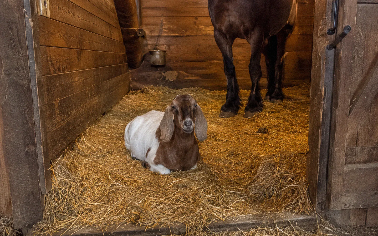 A brown and white goat resting on straw bedding inside a horse stall with a dark horse standing behind