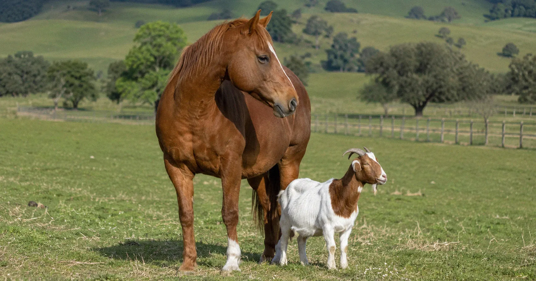 A chestnut horse standing next to a white and brown goat in a green rolling pasture
