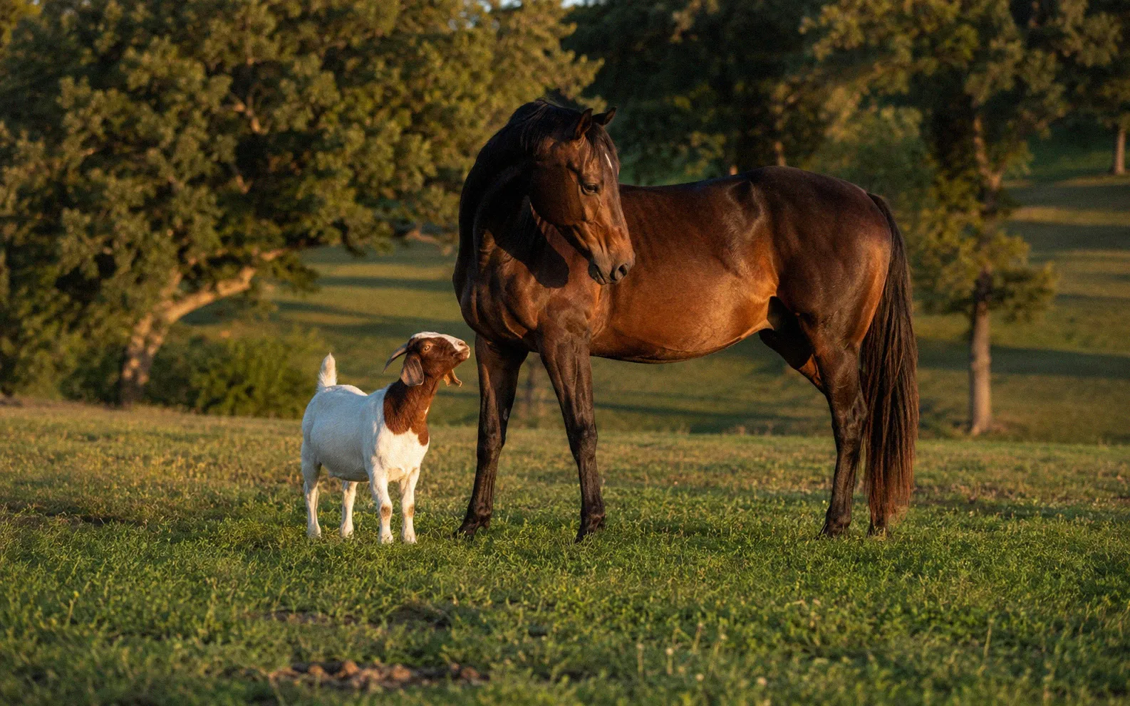 A dark bay horse lowering its head toward a small goat in a green pasture at golden hour
