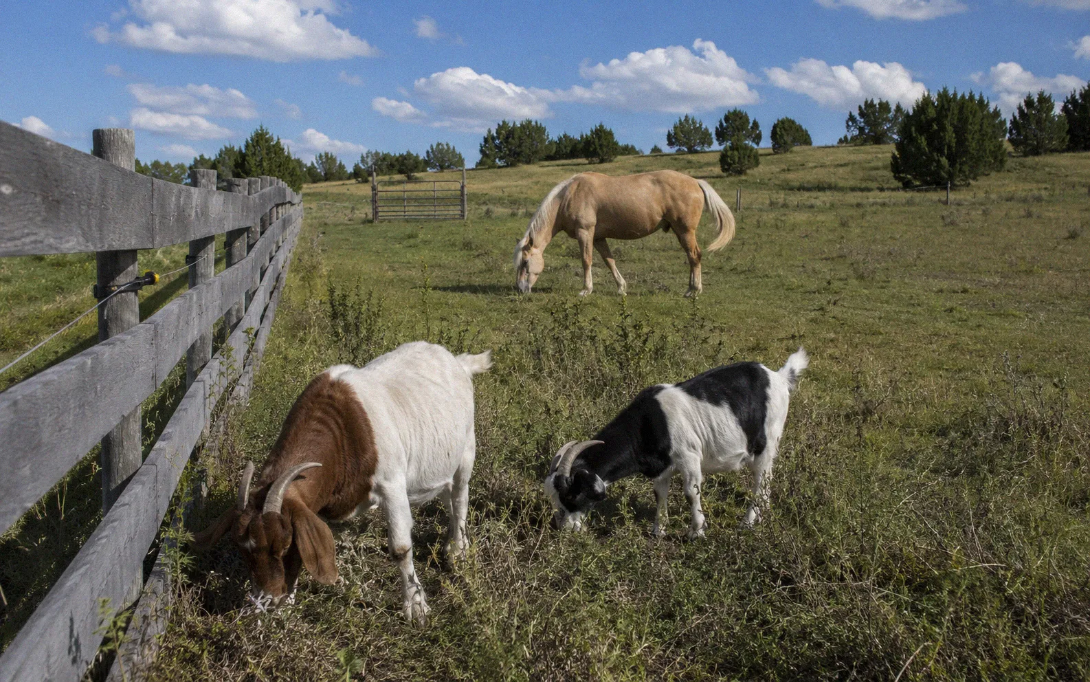 Two goats browsing near a fence while a palomino horse grazes in a hilly pasture