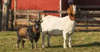 Can a Nigerian Buck Goat Mount a Female Boer Goat? Safety, Offspring, and Breeding Setup