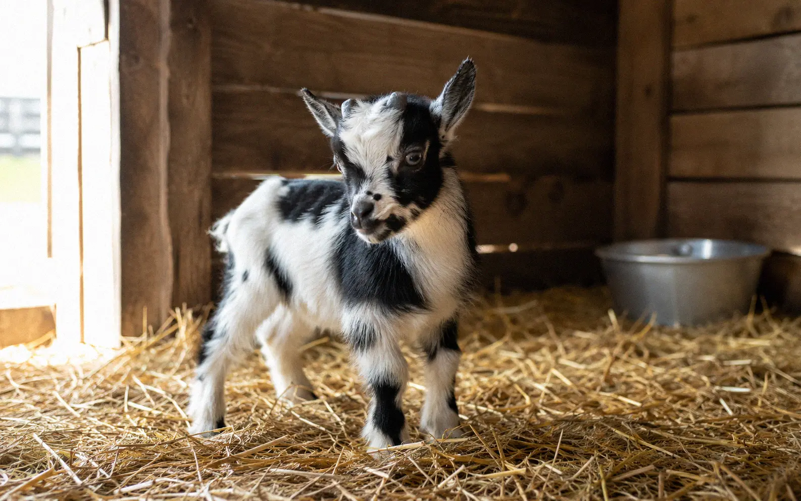A young Nigerian Dwarf doeling standing in a pasture at approximately 4 months of age